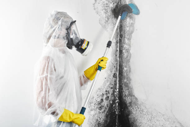 Biohazard Mold Removal in Treasure Island, FL